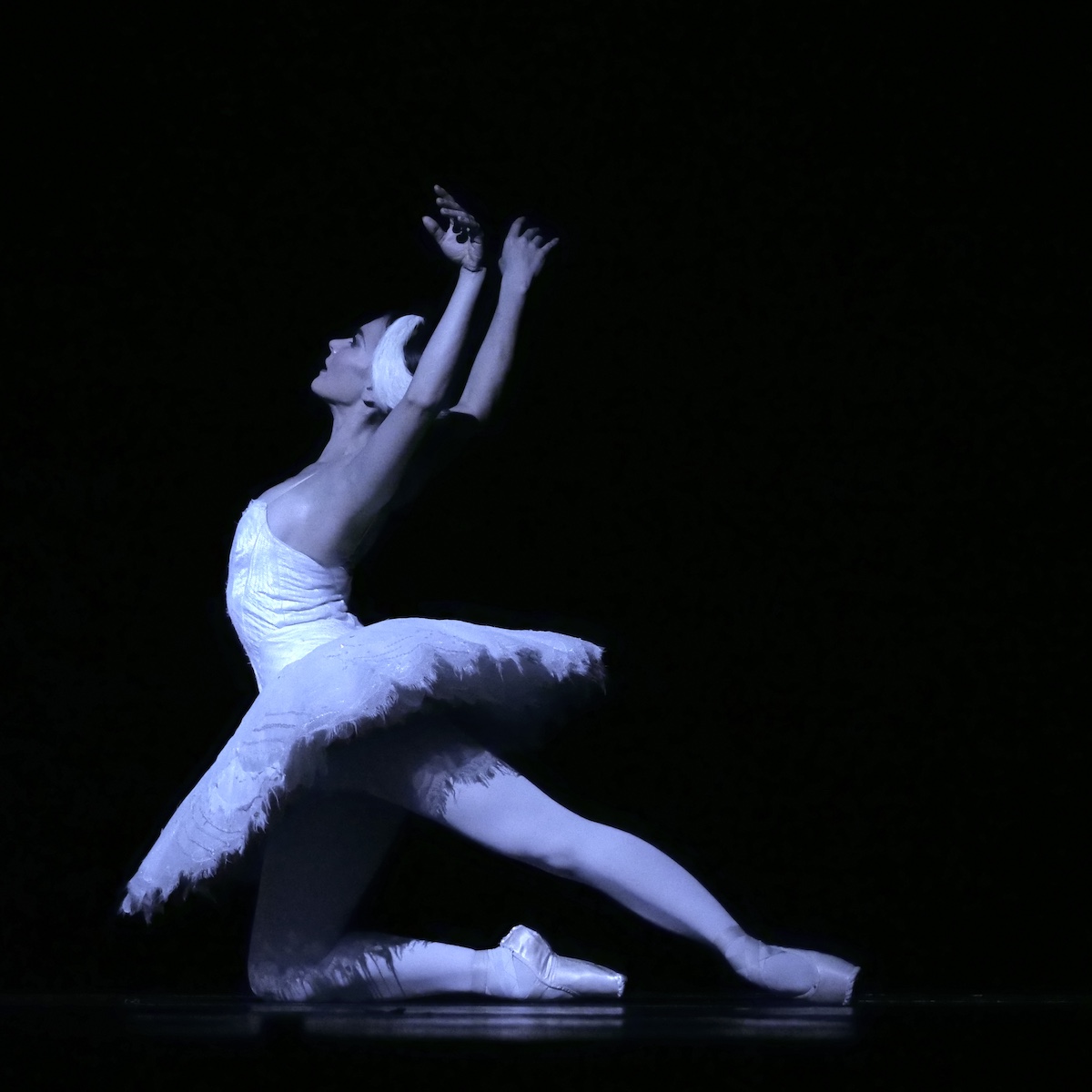 Dying Swan | Setting The Barre